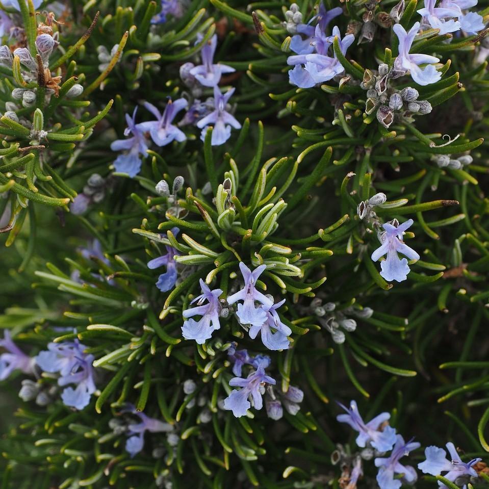 Rosemary officinalis 'Roman Beauty' PP18192 ~ Chef’s Choice® Rosemary - Delivered By ServeScape