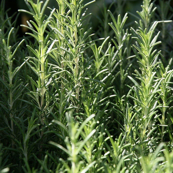 Rosmarinus officinalis 'Arp'~ Arp Rosemary - Delivered By ServeScape