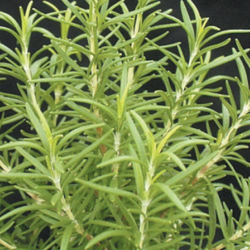 Rosmarinus officinalis 'Barbeque' ~ Barbeque Rosemary - Delivered By ServeScape