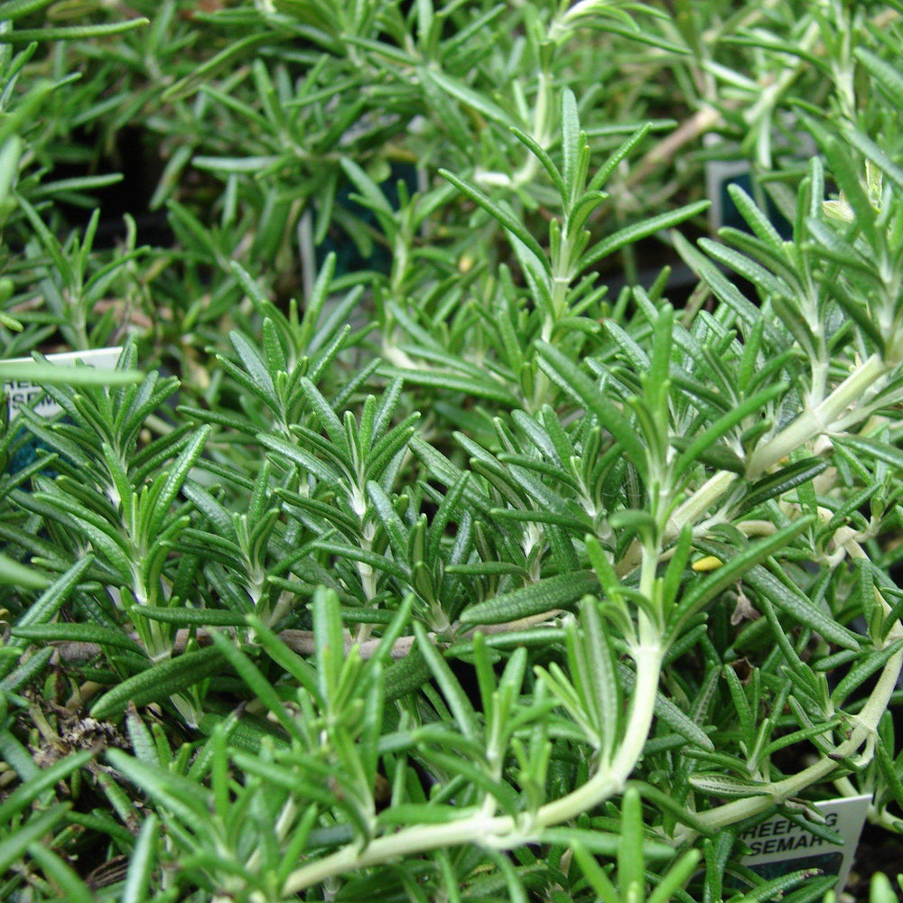 Rosmarinus officinalis 'Prostratus'~ Creeping Rosemary - Delivered By ServeScape