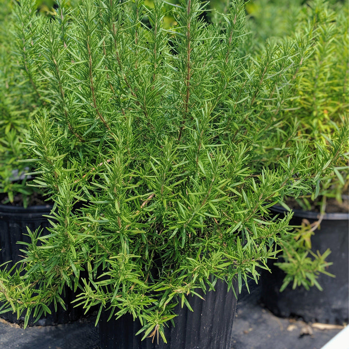 Rosmarinus officinalis 'Tuscan Blue' ~ Tuscan Blue Rosemary - Delivered By ServeScape