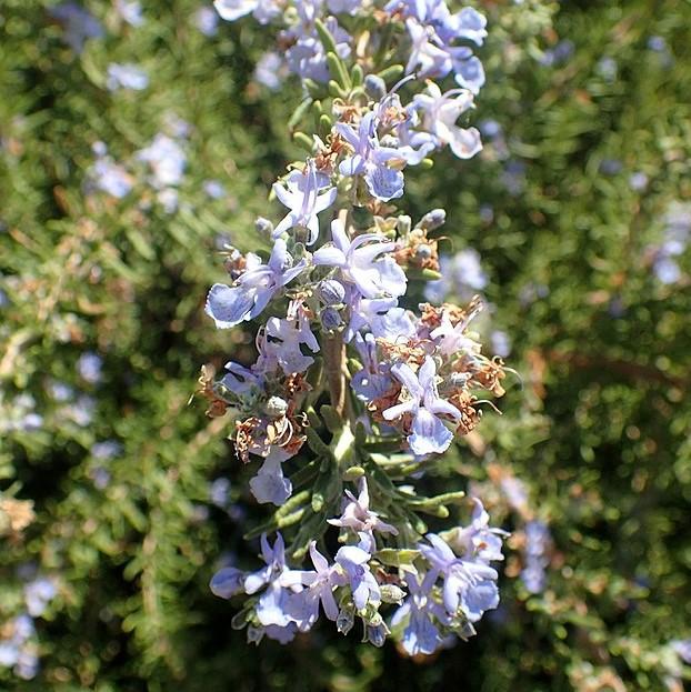 Rosmarinus officinalis 'Tuscan Blue' ~ Tuscan Blue Rosemary-ServeScape