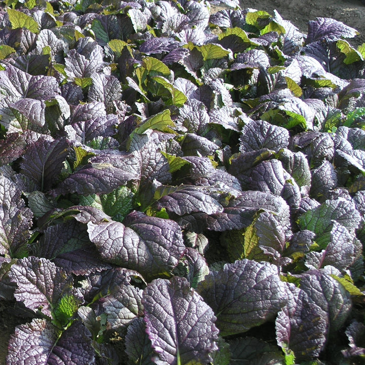 Brassica juncea 'Red Giant' ~ Red Giant Mustard-ServeScape