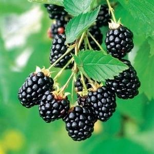 Rubus fruticosus 'Arapaho' ~  Arapaho Thornless Blackberry - Delivered By ServeScape