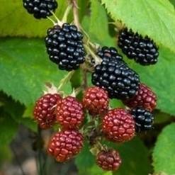 Rubus fruticosus 'Kiowa' ~  Kiowa Blackberry - Delivered By ServeScape