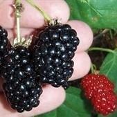 Rubus fruticosus 'Natchez' ~Natchez Thornless Blackberry - Delivered By ServeScape