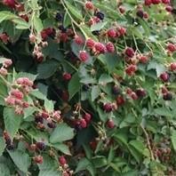 Rubus fruticosus 'Navaho' ~Navaho Thornless Blackberry - Delivered By ServeScape