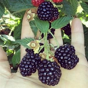 Rubus fruticosus 'Triple Crown' ~ Triple Crown Thornless Blackberry - Delivered By ServeScape