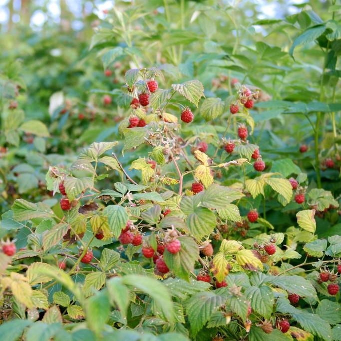 Rubus idaeus 'Caroline' PP10412 ~ Caroline Raspberry - Delivered By ServeScape