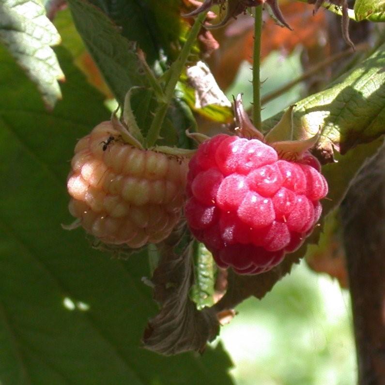 Rubus idaeus 'Heritage' ~ Heritage Everbearing Raspberry - Delivered By ServeScape