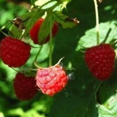 Rubus idaeus 'Nova' ~ Nova Everbearing Raspberry - Delivered By ServeScape