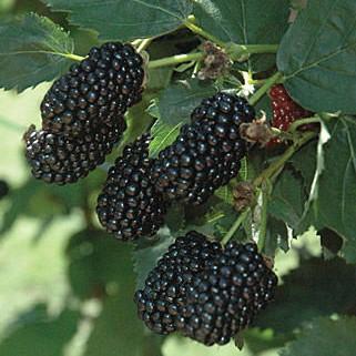Rubus x ''APF-153T' PP#26,990 ~ Prime-Ark® Freedom Thornless Blackberry - Delivered By ServeScape
