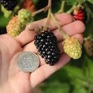 Rubus x ‘APF-190’ PP#28,598 ~ Prime-Ark® Traveler Thornless Blackberry - Delivered By ServeScape