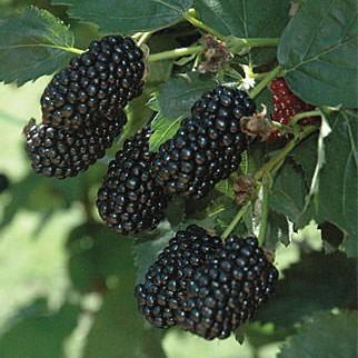 Rubus x 'APF-45' PP#22,449 ~ Prime-Ark® 45 Blackberry - Delivered By ServeScape