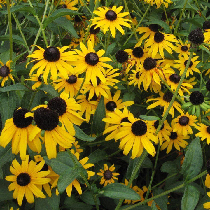 Rudbeckia 'American Gold Rush' ~ American Gold Rush Black-Eyed Susan - Delivered By ServeScape