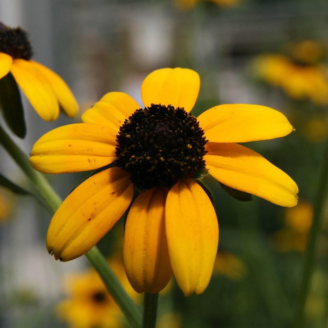 Rudbeckia fulgida var. fulgida ~ Black-Eyed Susan-ServeScape