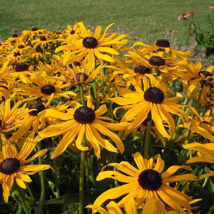 Rudbeckia hirta ~ Black-Eyed Susan-ServeScape