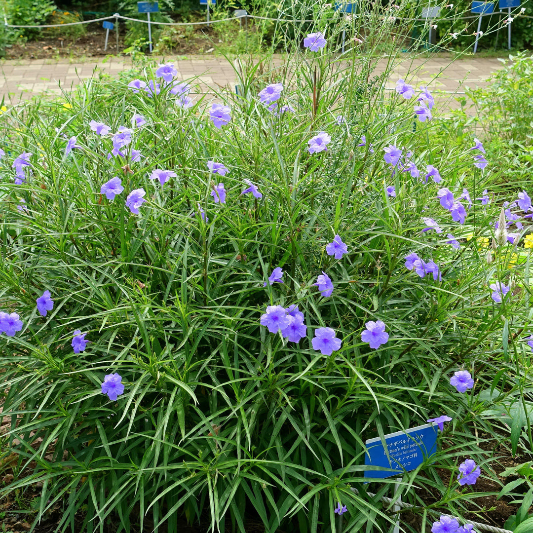 Ruellia simplex ~ Mexican Petunia-ServeScape