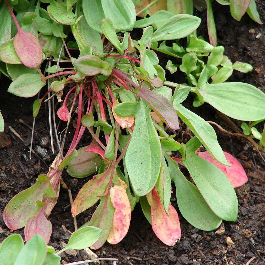 Rumex acetosella ~ Red Sorrel-ServeScape