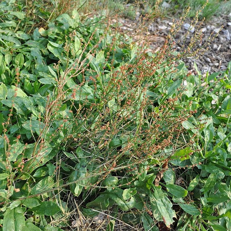 Rumex acetosella ~ Red Sorrel-ServeScape