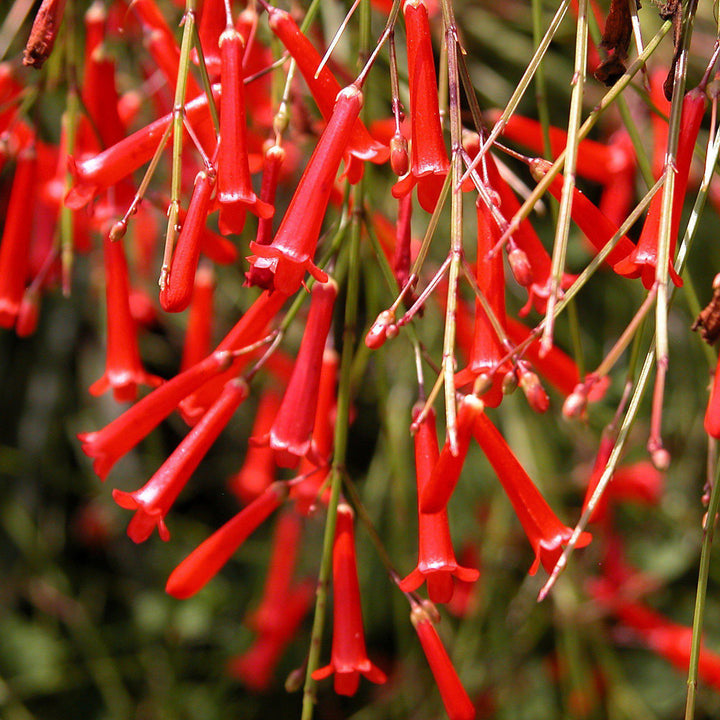 Russelia equisetiformis ~ Firecracker Plant-ServeScape