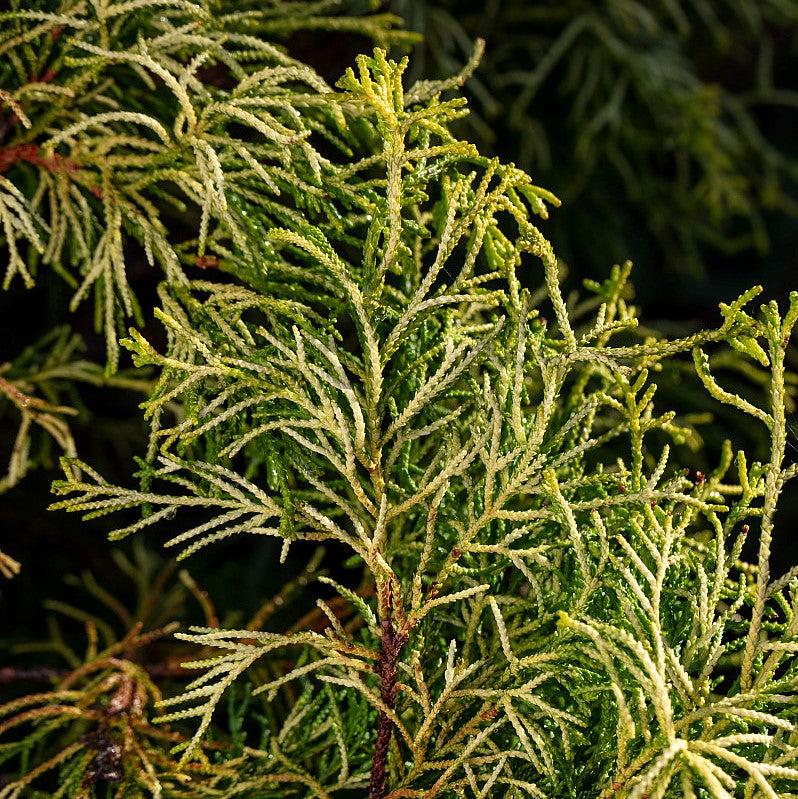 Chamaecyparis obtusa 'Golden Whorl' ~ Golden Whorl False Cypress-ServeScape