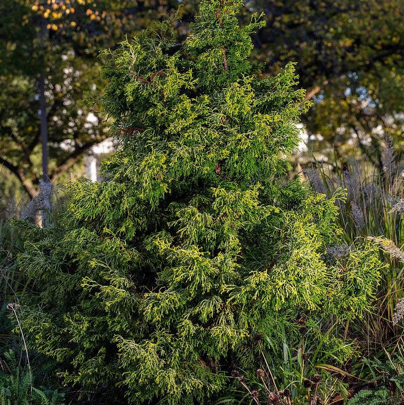 Chamaecyparis obtusa 'Golden Whorl' ~ Golden Whorl False Cypress-ServeScape