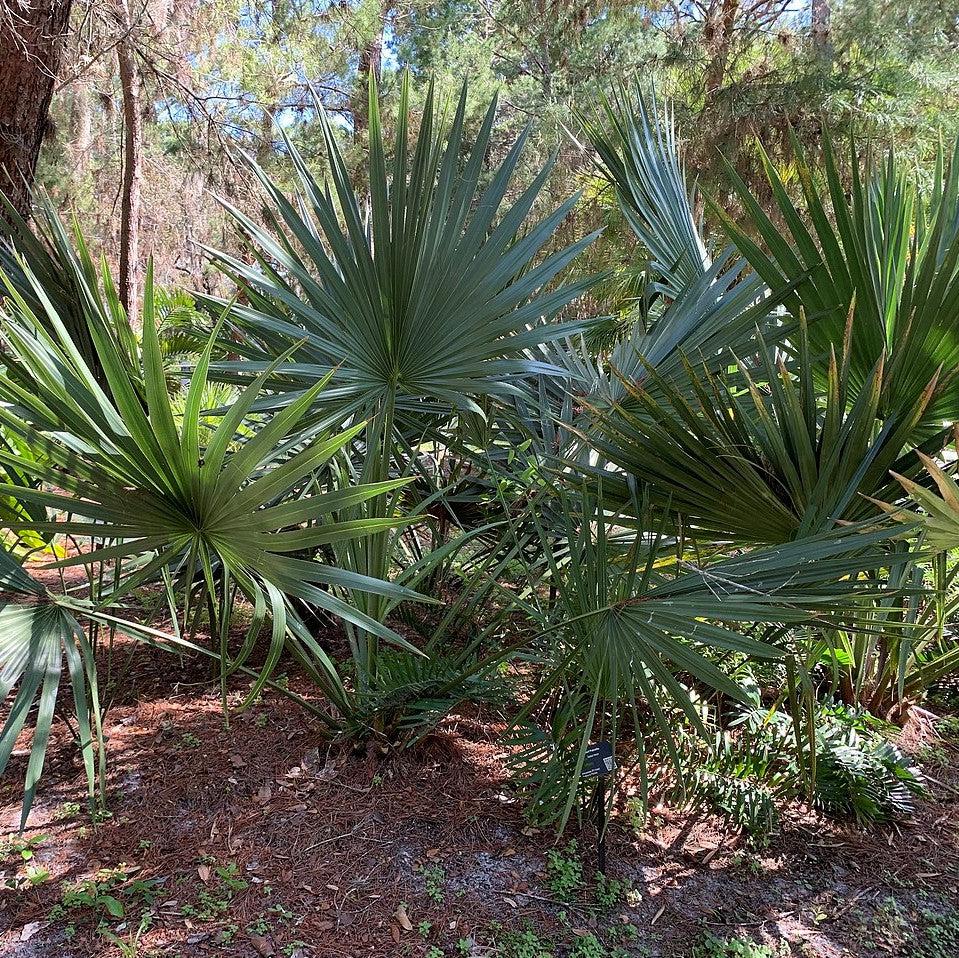 Sabal minor ~ Sabal Palm-ServeScape