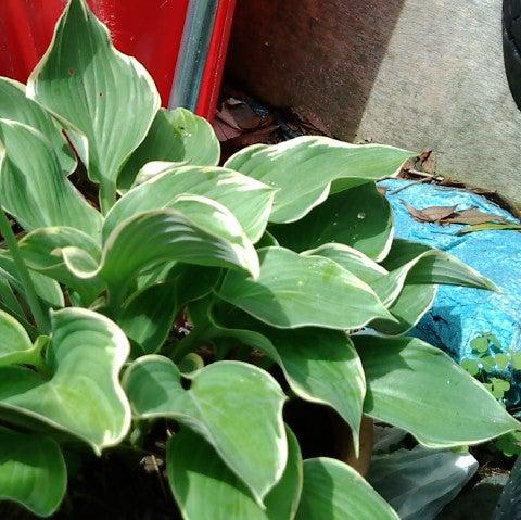 Hosta ‘HOST SUN 08’ ~ Sunhosta™ Hosta-ServeScape