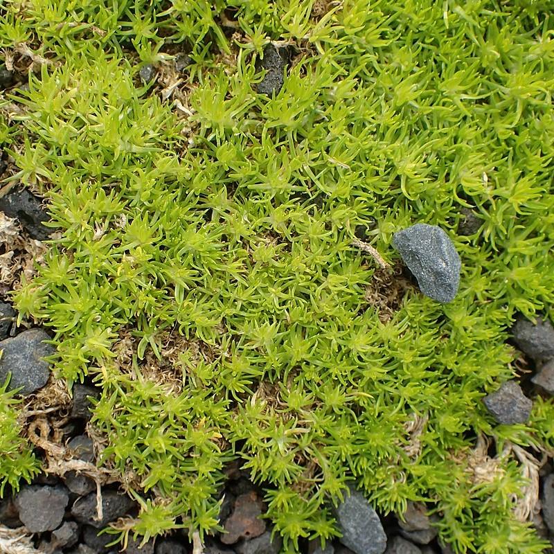 Sagina subulata 'Aurea' ~ Scotch Moss-ServeScape