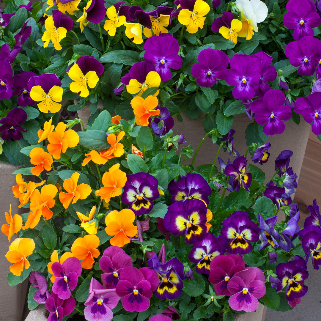 Viola cornuta 'Colormax Mix' ~ Colormax® Mix Viola-ServeScape