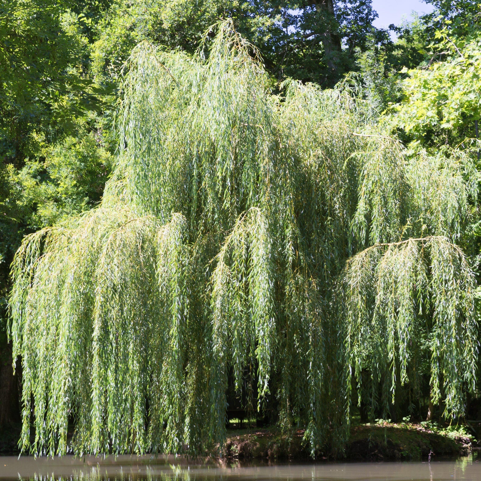 Salix babylonica ~ Weeping Willow - Delivered By ServeScape