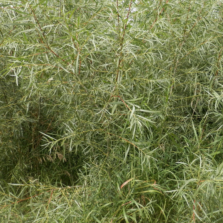 Salix interior~ Sandbar Willow-ServeScape