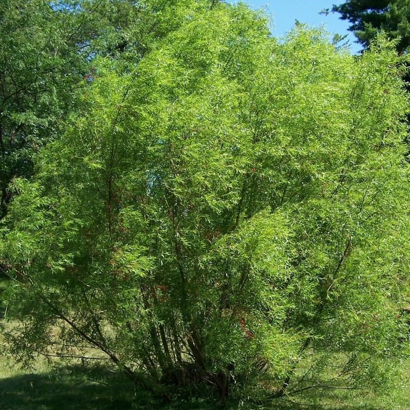 Salix nigra ~ Black Willow-ServeScape