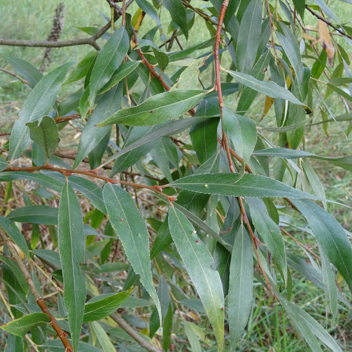 Salix sericea ~ Silky Willow-ServeScape
