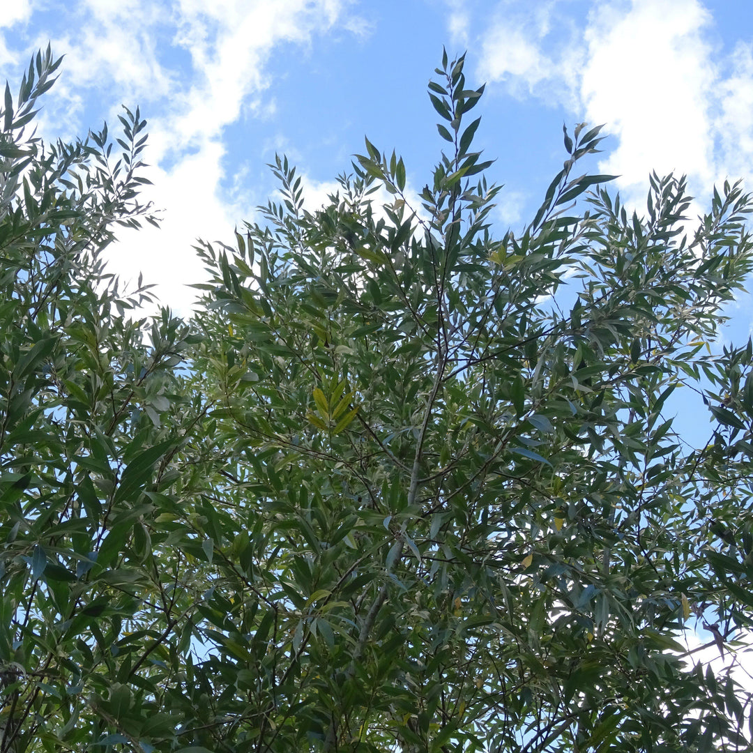 Salix sericea ~ Silky Willow-ServeScape