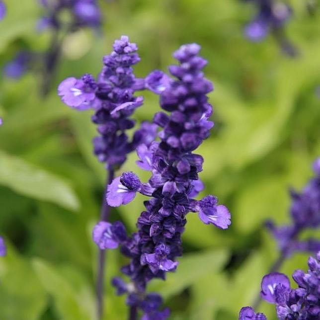 Salvia farinacea 'Victoria Blue' ~ Victoria Blue Sage-ServeScape