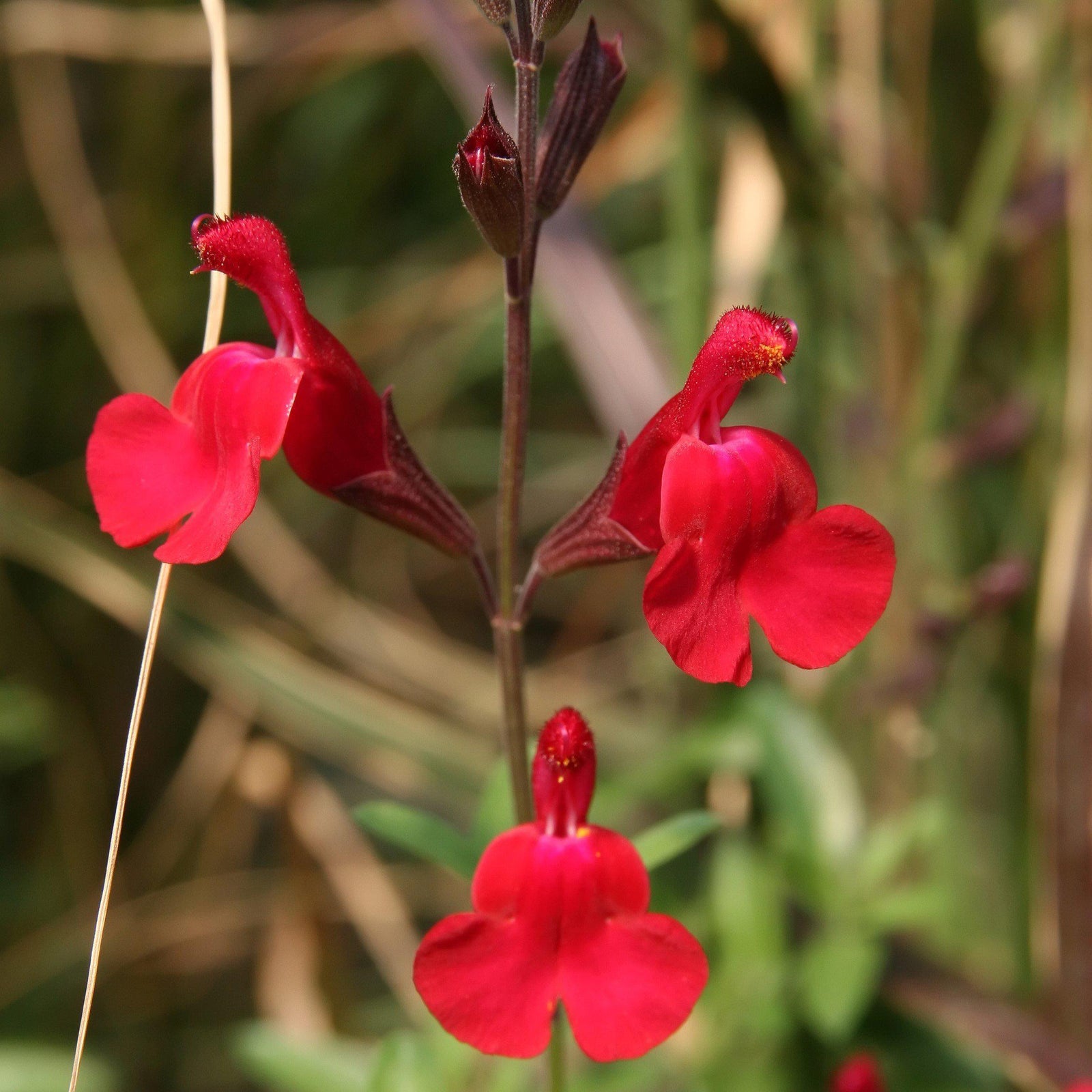 Salvia greggii 'Furman's Red' ~ Furman's Red Autumn Sage-ServeScape
