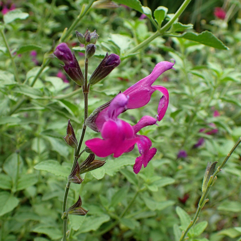 Salvia greggii 'Novasalpur' ~ Arctic Blaze® Purple Salvia, Autumn Sage-ServeScape