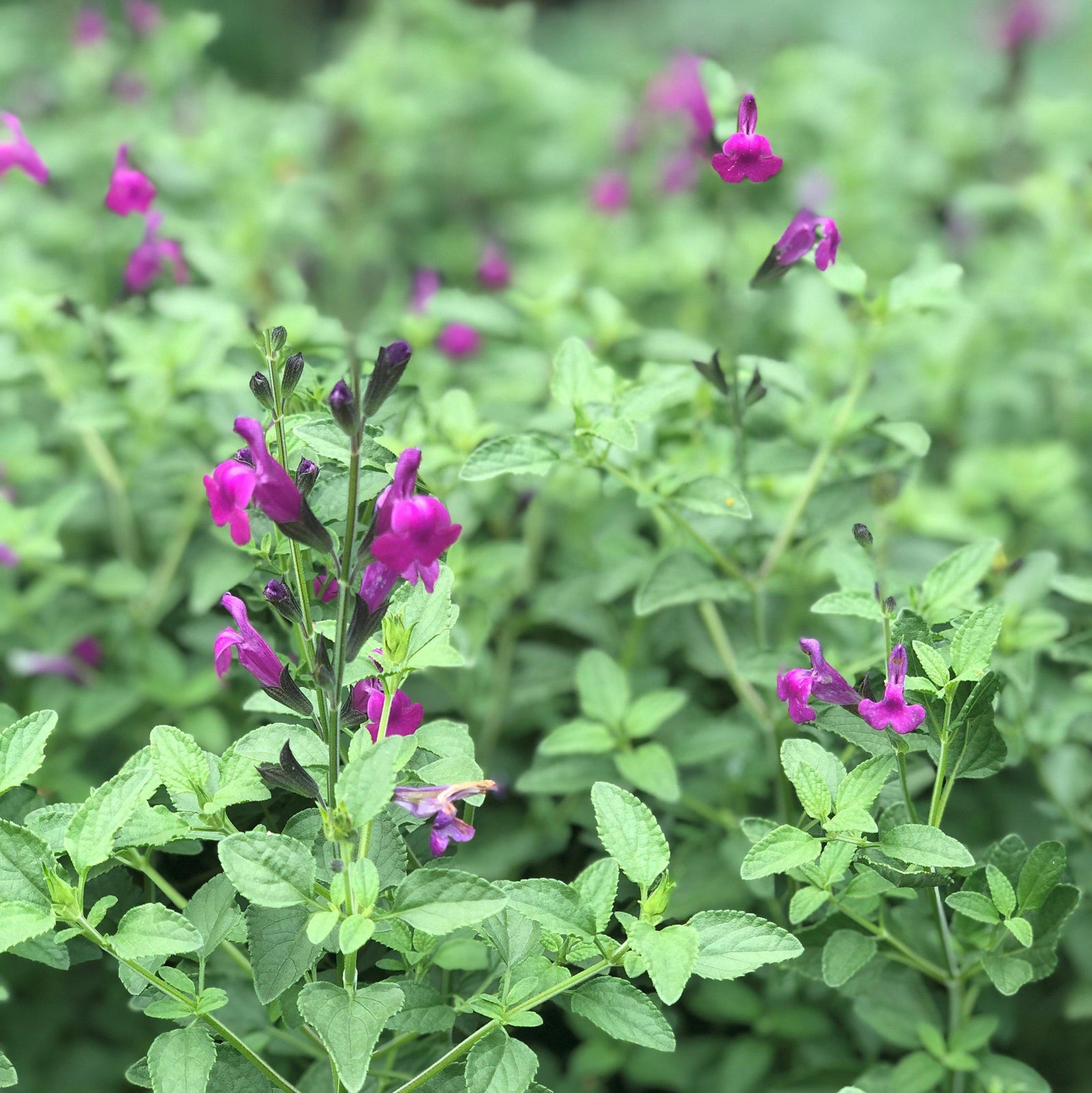 Salvia greggii 'Novasalpur' ~ Arctic Blaze® Purple Salvia, Autumn Sage-ServeScape