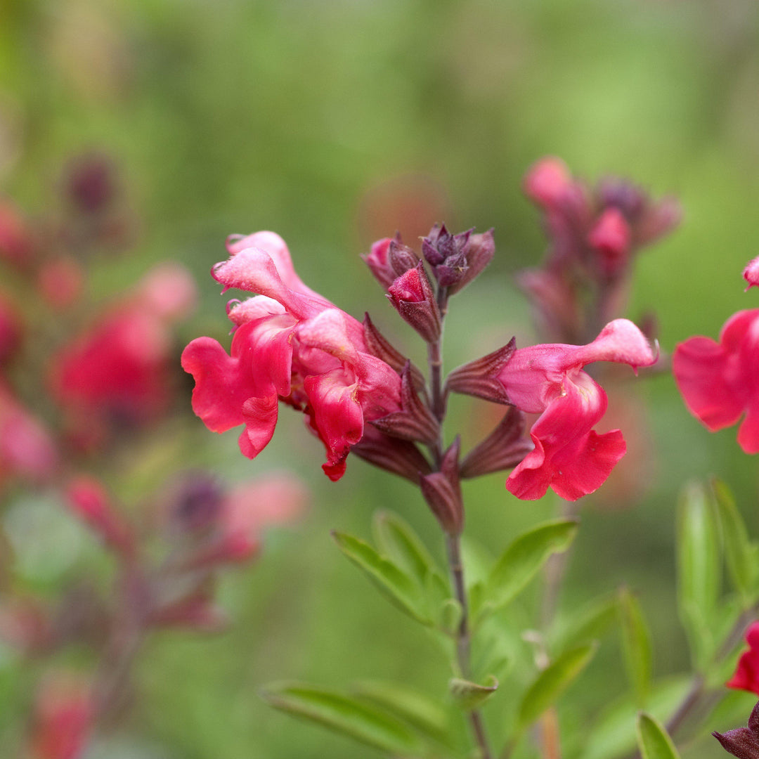 Salvia greggii 'Novasalred' ~ Arctic Blaze® Red Autumn Sage-ServeScape