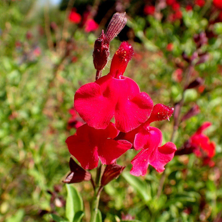 Salvia greggii  'Radio Red' ~ Red Radio Autumn Sage - Delivered By ServeScape