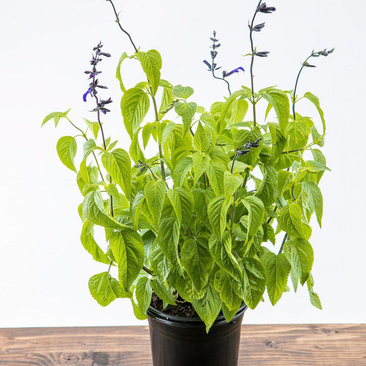 Salvia guaranitica 'Black and Blue' ~' Black and Blue Anise-Scented Sage - Delivered By ServeScape