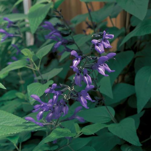 Salvia guaranitica 'Black and Blue' ~' Black and Blue Anise-Scented Sage-ServeScape