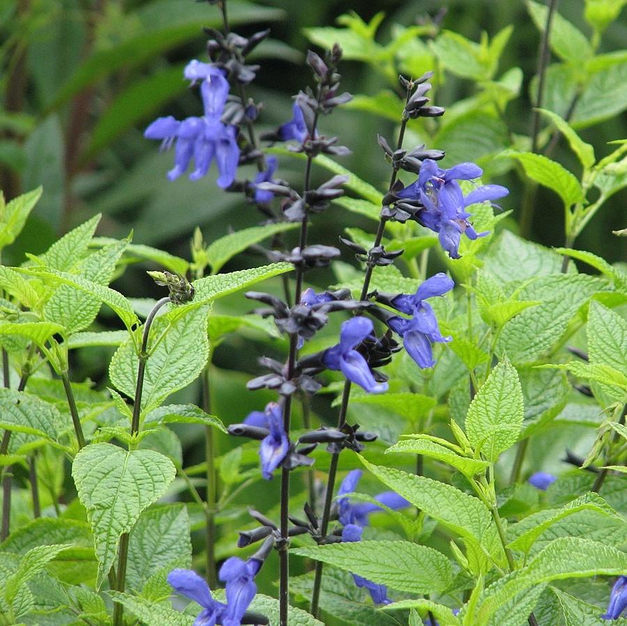 Salvia guaranitica 'Black and Blue' ~' Black and Blue Anise-Scented Sage-ServeScape