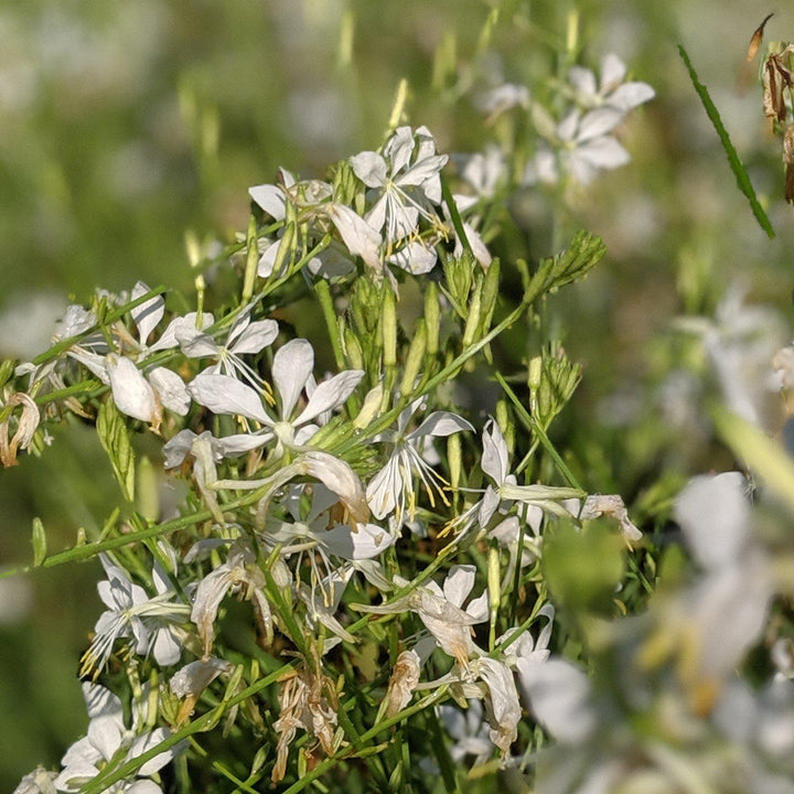 Salvia guaranitica 'So White' ~ So White Anise-Scented Sage-ServeScape