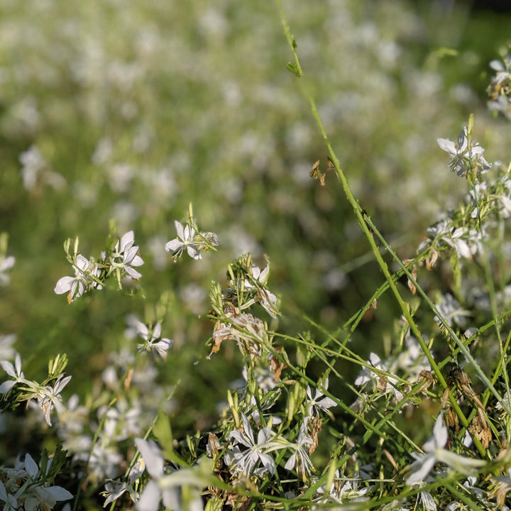 Salvia guaranitica 'So White' ~ So White Anise-Scented Sage - Delivered By ServeScape