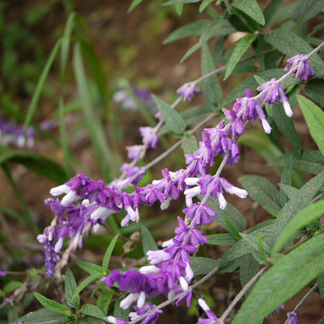 Salvia leucantha ~ Mexican Bush Sage-ServeScape