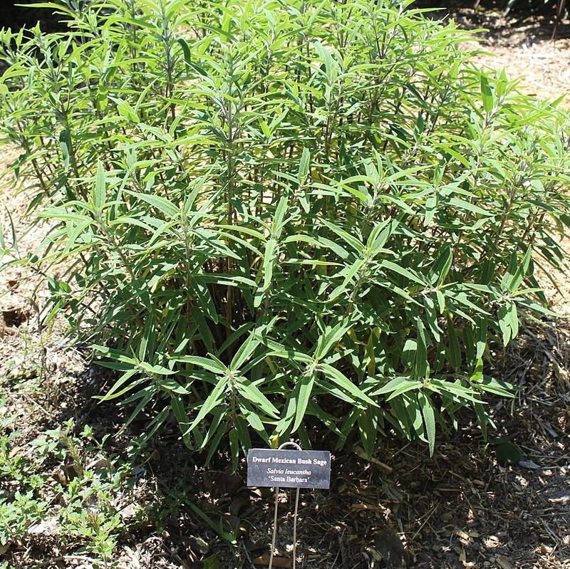 Salvia leucantha 'Santa Barbara' PP #12,949 ~ Santa Barbara Mexican Bush Sage-ServeScape