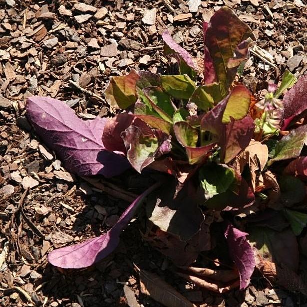 Salvia lyrata 'Purple Knockout' ~ Purple Knockout Lyre-Leaf Sage-ServeScape